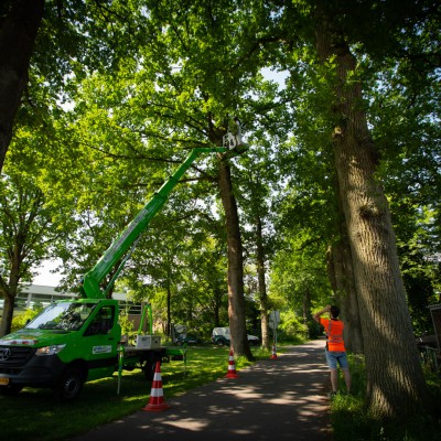 22m autohoogwerker eiken processierups Apeldoorn Q2 en Q3 3