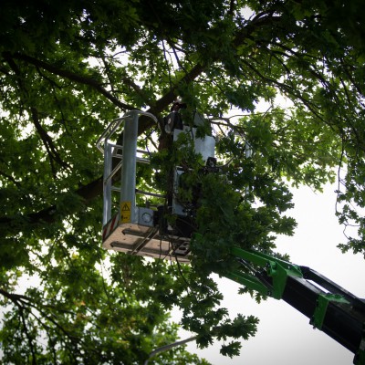 CLO00772 bomen snoeien nijmegen