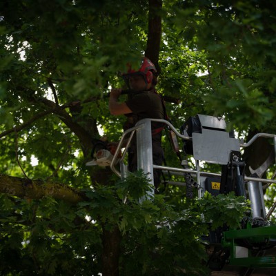 CLO00781 bomen snoeien nijmegen